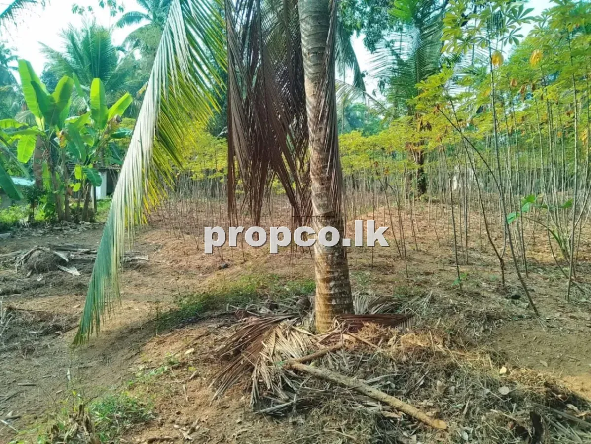 28 Perches Bare Land for Sale in Gampaha