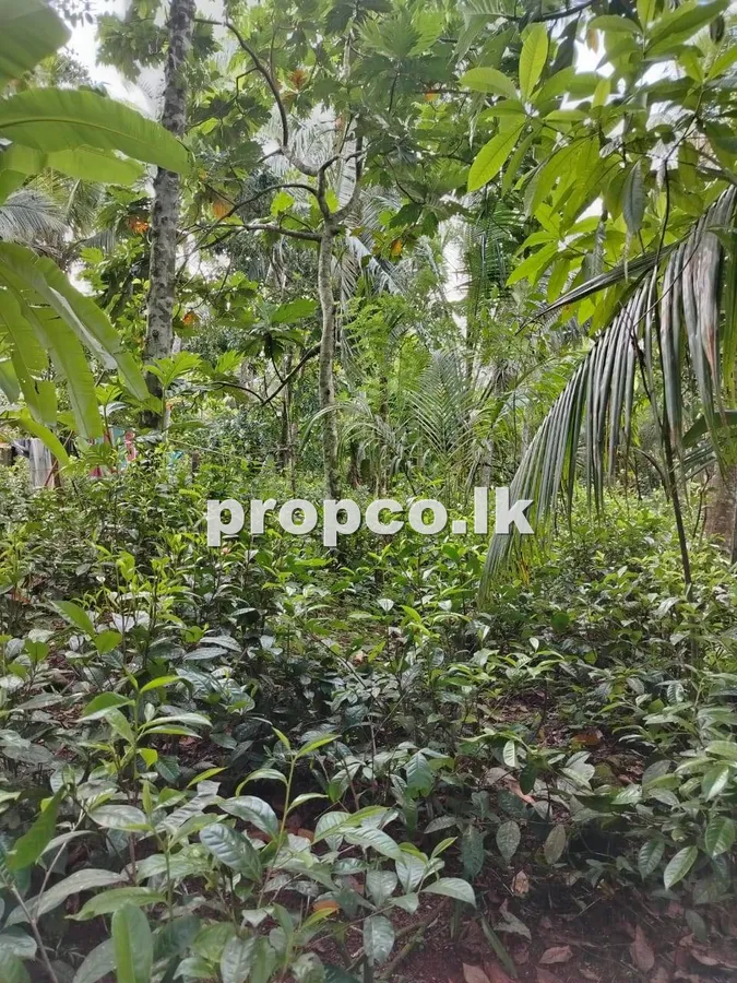 101 Perches Commercial Land for Sale in Bandaragama