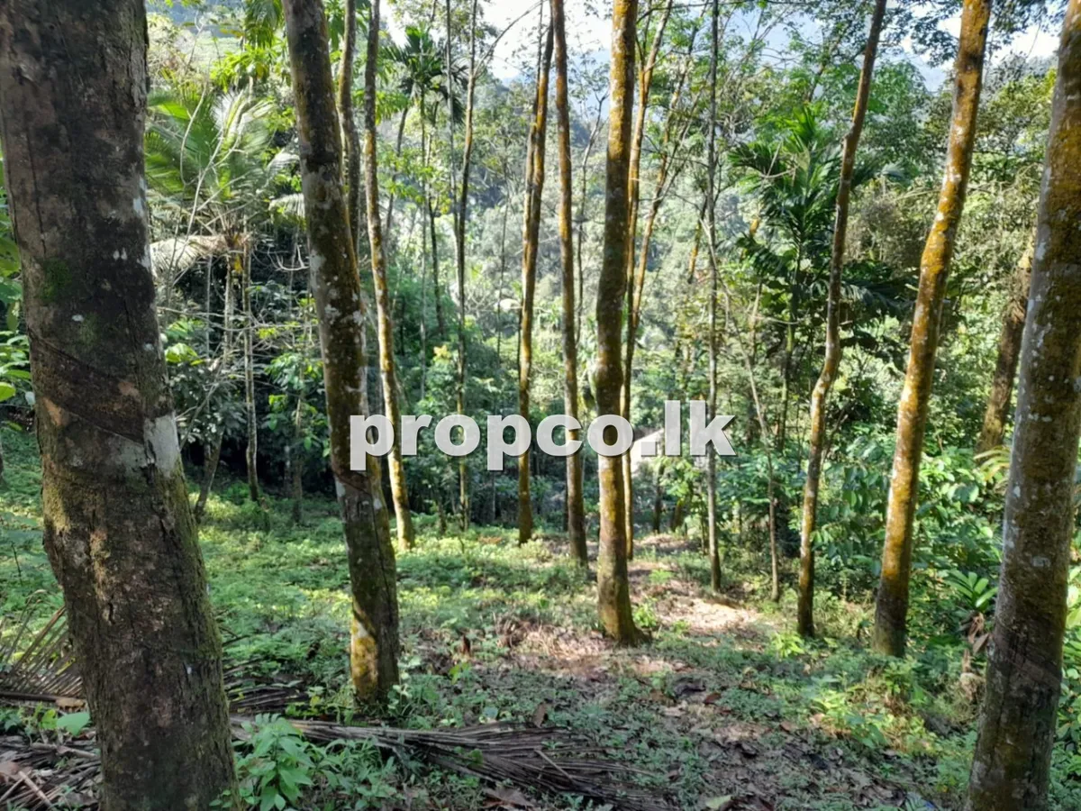 148 Perches Commercial Land for Sale in Kitulgala